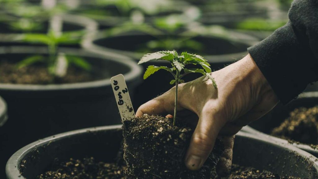 Cannavibe THC Vape Collection